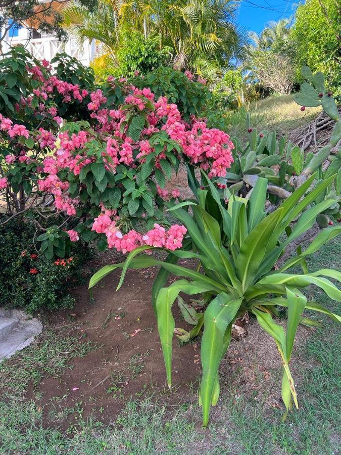 Chez Emmanuel Apartment Gros Islet Luaran gambar